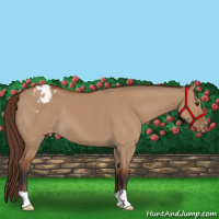 Horse Color:Bay Dun Appaloosa 