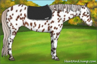 Horse Color:Silver Brown Appaloosa 