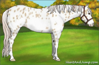 Horse Color:Chocolate Palomino Dun Frame Leopard Rabicano