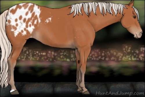 Horse Color:Silver Bay Appaloosa 