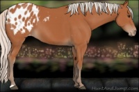 Horse Color:Silver Bay Appaloosa 