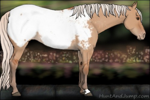Horse Color:Silver Bay Dun Snowcap 