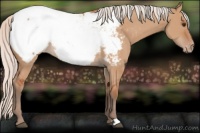 Horse Color:Silver Bay Dun Appaloosa 