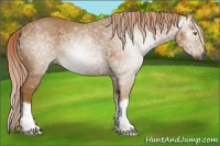 Horse Color:Gray Palomino Ice