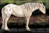 Horse Color:Chocolate Palomino Ice Pearl Appaloosa