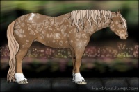 Horse Color:Chocolate Palomino Ice Appaloosa 