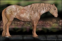 Horse Color:Chestnut Ice Appaloosa 