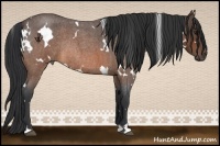 Horse Color:White Spotted Brown Roan Rabicano 