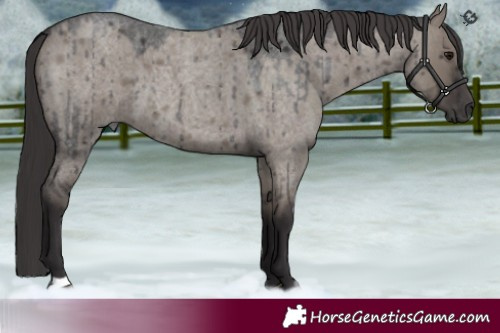 Horse Color:Smoky Grullo Roan Brindle 