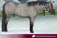 Horse Color:Smoky Grullo Roan Brindle 