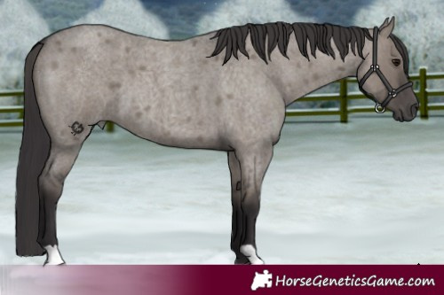 Horse Color:Smoky Grullo Roan Brindle 