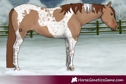 Horse Color:Red Dun Tobiano 