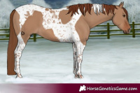 Horse Color:Red Dun Tobiano 
