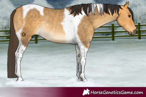 Horse Color:Buckskin Dun Tobiano Rabicano 