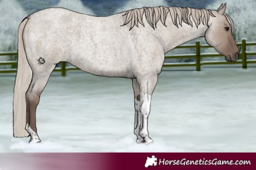 Horse Color:Silver Grullo Roan Tobiano