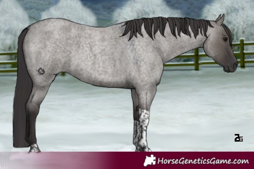 Horse Color:Smoky Grullo Roan Tobiano 