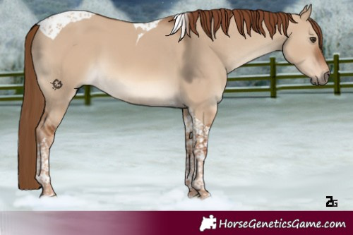Horse Color:Red Dun Tobiano