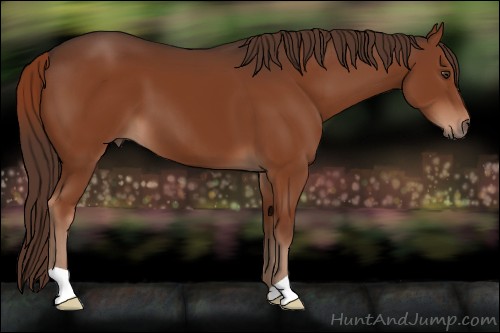 Horse Color:Liver Chestnut 