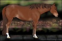 Horse Color:Liver Chestnut