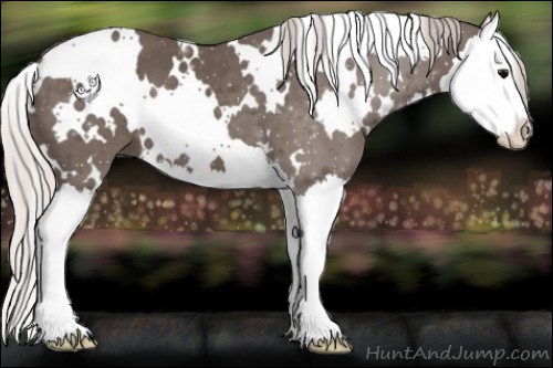 Horse Color:White Spotted Silver Black Splash 