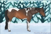 Horse Color:Brown Tobiano 
