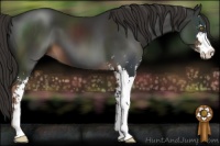 Horse Color:Liver Chestnut Sabino 