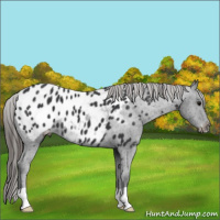 Horse Color:Black Appaloosa