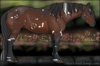 Horse Color:White Spotted Brown 