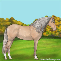 Horse Color:Silver Amber Champagne