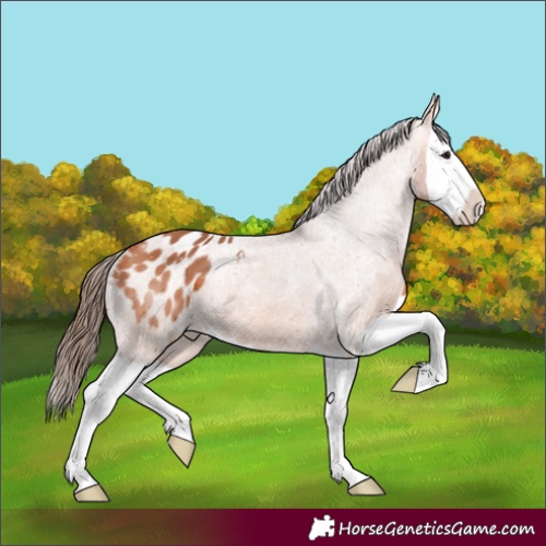 Horse Color:Bay Splash Appaloosa 