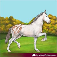 Horse Color:Bay Splash Appaloosa 