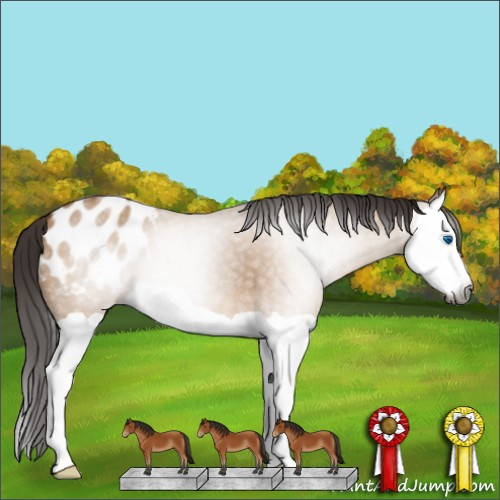 Horse Color:Gray Bay Dun Splash Appaloosa