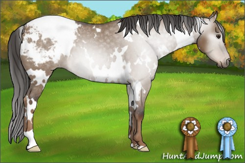 Horse Color:Gray White Spotted Liver Red Dun Appaloosa