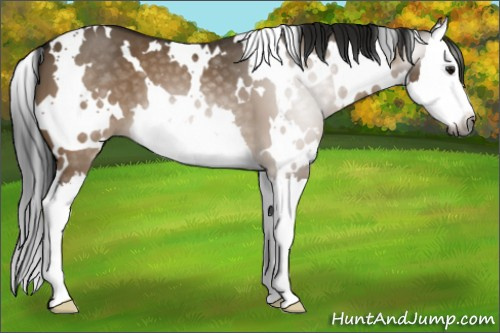 Horse Color:Gray White Spotted Bay Dun Splash 