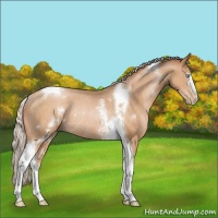 Horse Color:White Spotted Silver Buckskin Pearl Tobiano Rabicano 