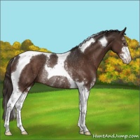 Horse Color:Liver Chestnut Sabino Tobiano Rabicano