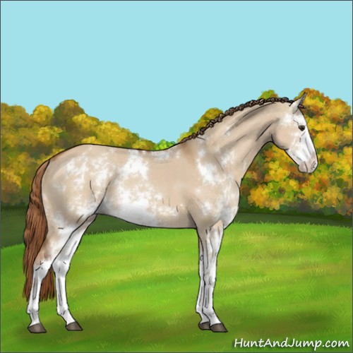 Horse Color:Red Dun Sabino Rabicano 