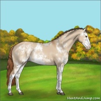 Horse Color:Red Dun Sabino Rabicano