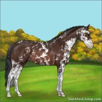 Horse Color:Bay Sabino Rabicano 