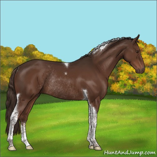 Horse Color:Liver Chestnut Sabino Tobiano Rabicano 