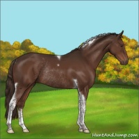 Horse Color:Liver Chestnut Sabino Tobiano Rabicano 