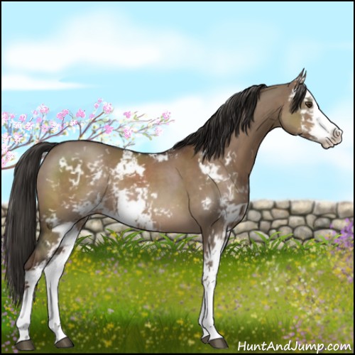 Horse Color:Liver Red Dun Sabino Rabicano 