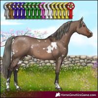 Horse Color:White Spotted Liver Red Dun Mushroom Sabino 