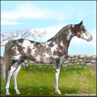 Horse Color:White Spotted Liver Chestnut Sabino Rabicano 
