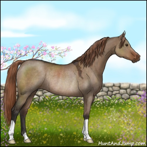 Horse Color:Liver Red Dun Rabicano 