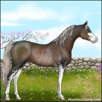Horse Color:Liver Chestnut Mushroom Sabino Rabicano 
