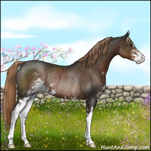 Horse Color:Liver Chestnut Sabino Rabicano 