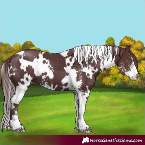 Horse Color:White Spotted Chocolate Black Sabino