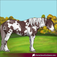 Horse Color:White Spotted Chocolate Black Sabino 