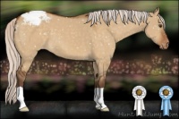 Horse Color:Silver Buckskin Dun Appaloosa 